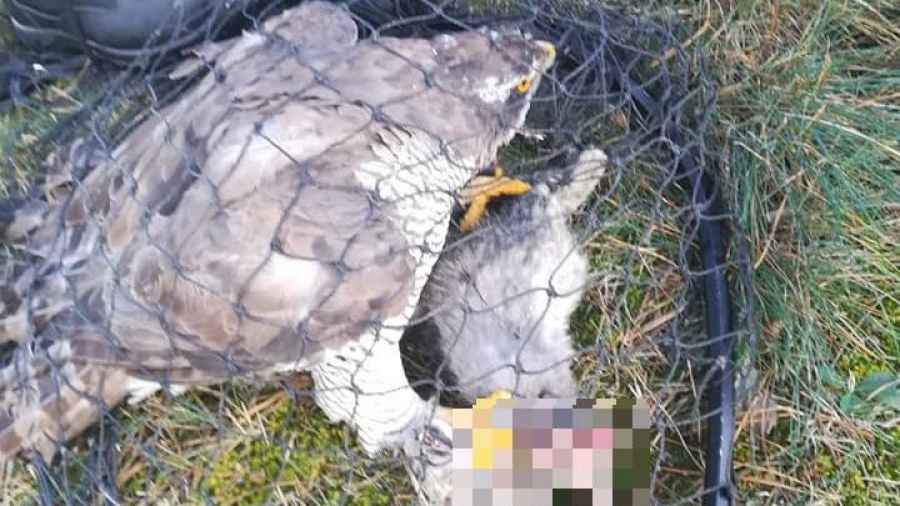 Jaki ptak może zaatakować kota?