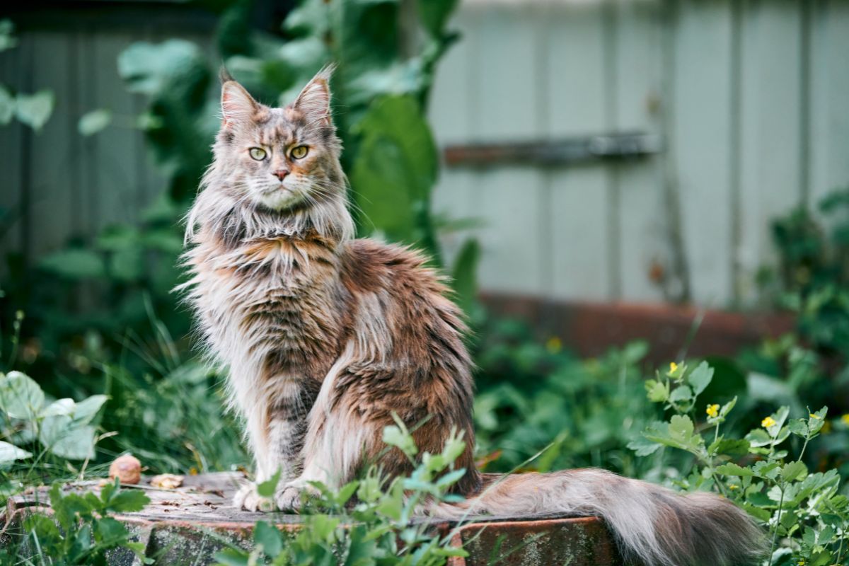 Kiedy maine coon jest dorosły?
