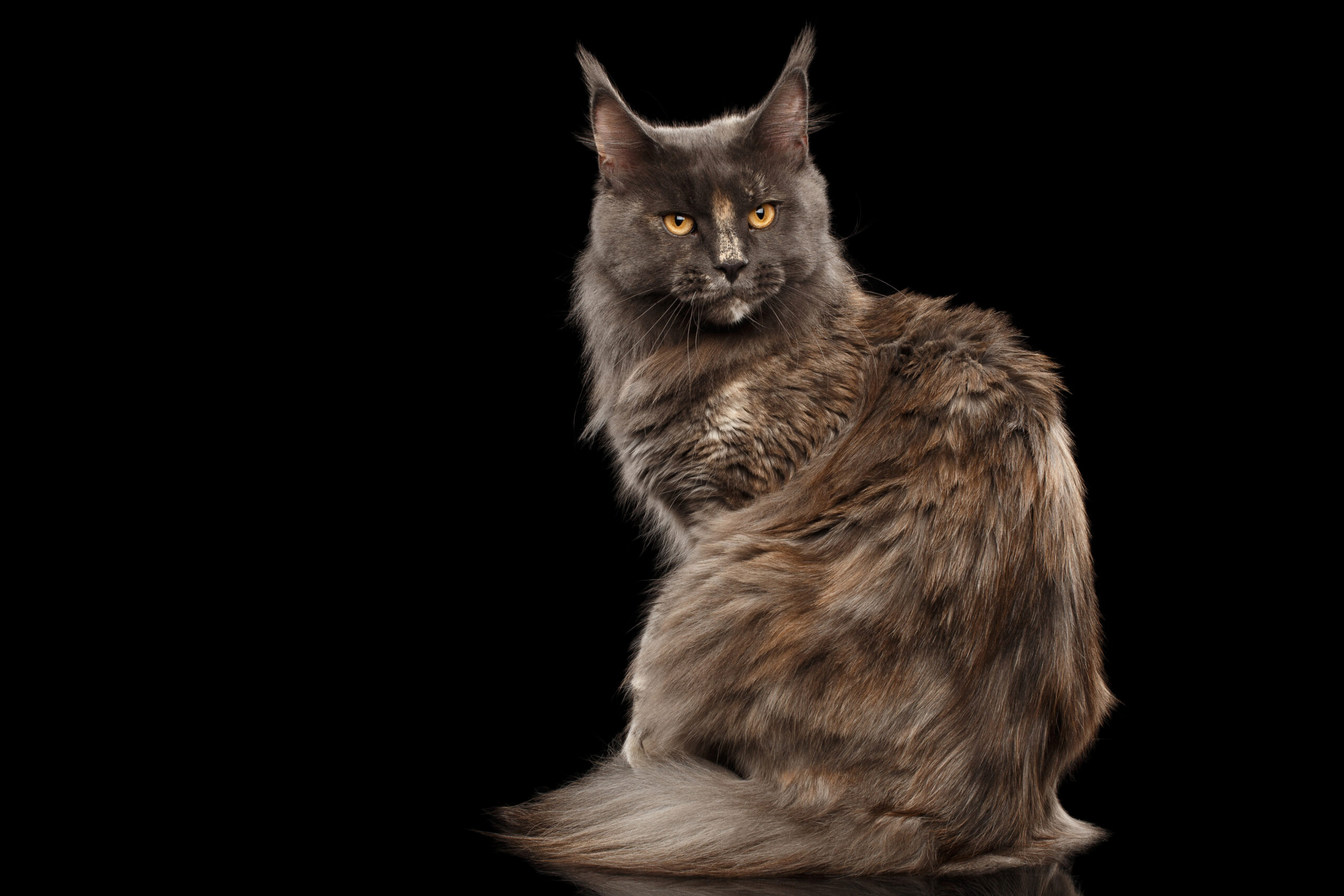 Kiedy maine coon zmienia sierść?