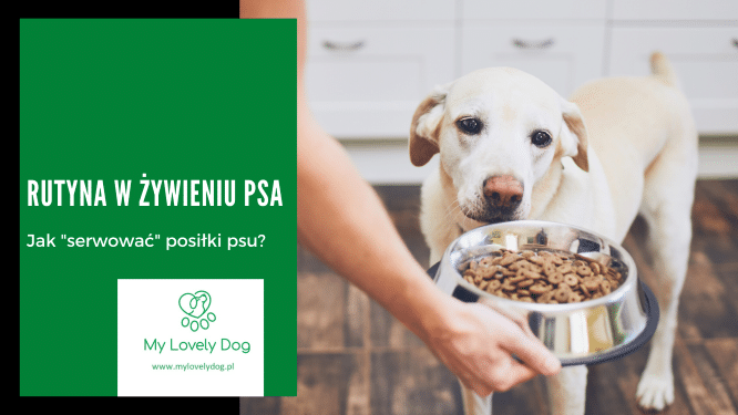 O której ostatni posiłek dla psa?