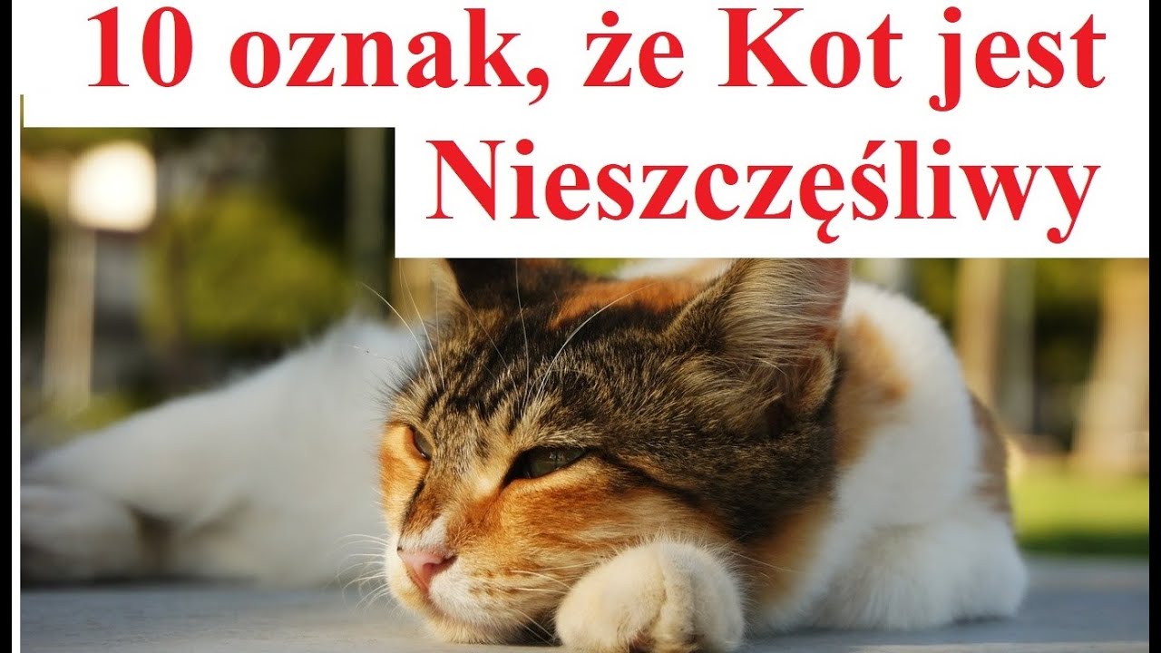 Czy jeden kot jest nieszczęśliwy?