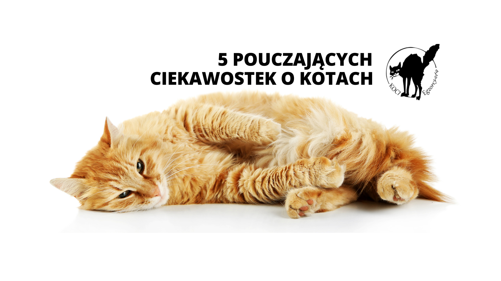 Czy kot czuję zapach wlasciciela?