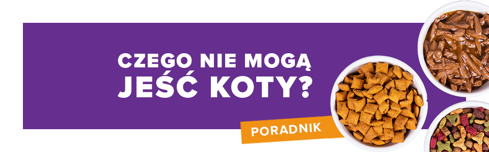 Czy kot może jeść gotowane mięso z rosołu?