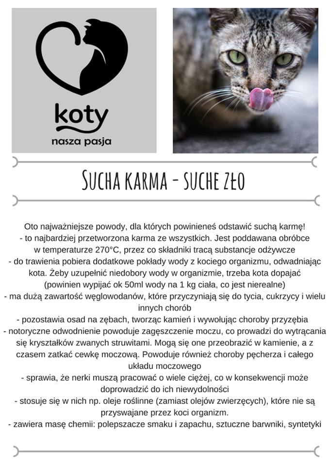 Czy kot może jeść suchą karmę dla psa?
