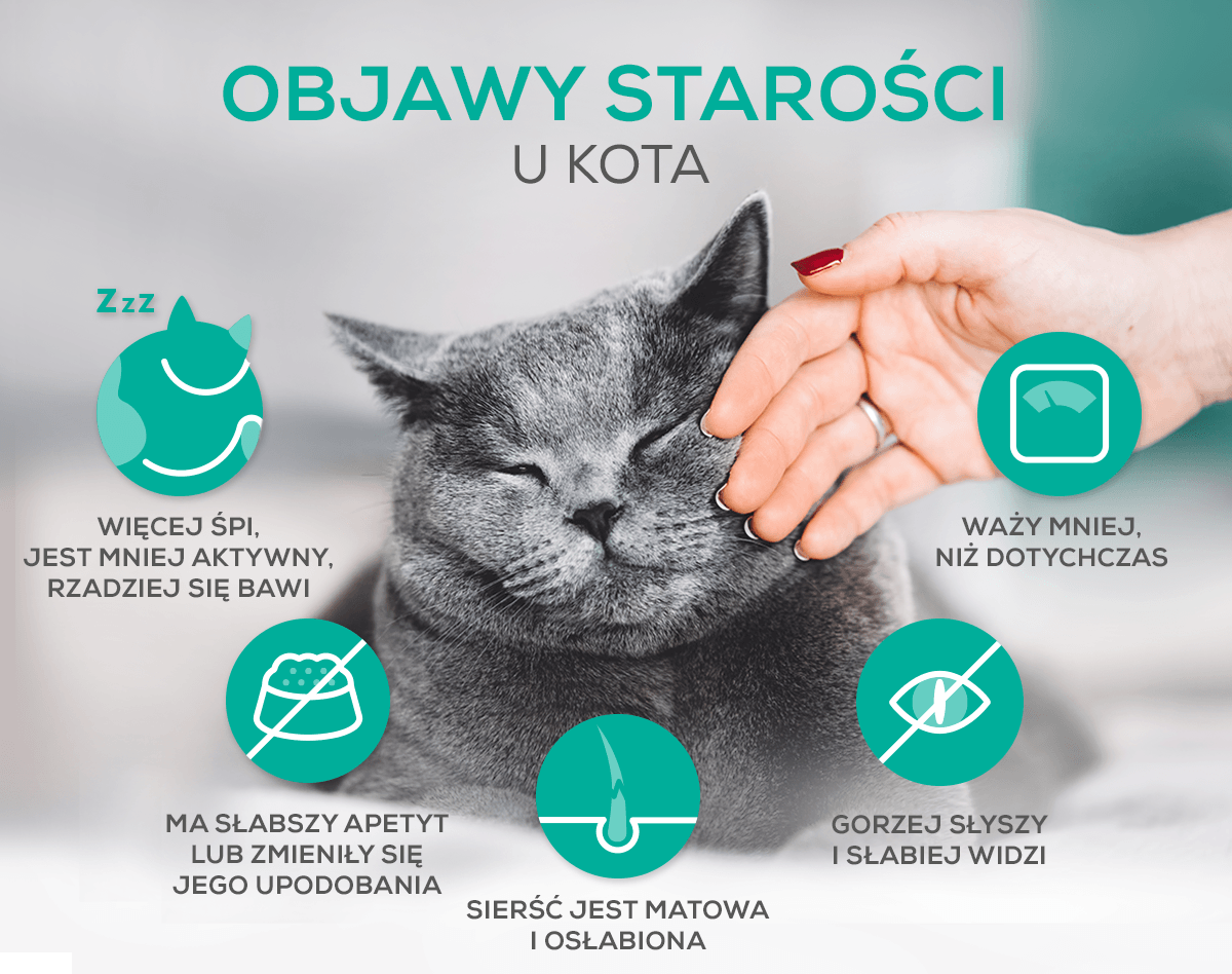 Czy kot może jeść zimna karmę?