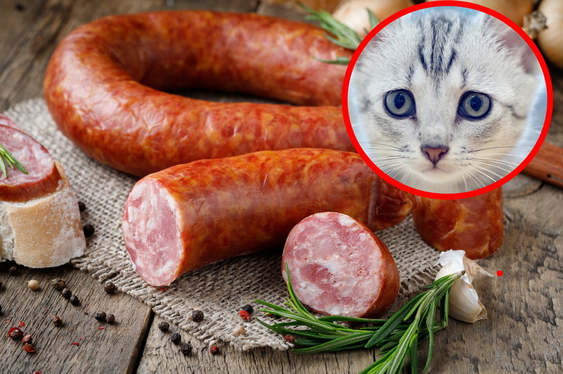Czy mięso z kota jest smaczne?