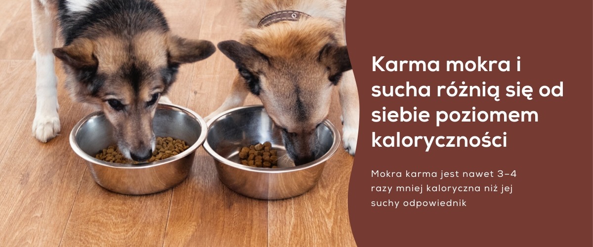 Czy mokrą karma jest zdrowa?
