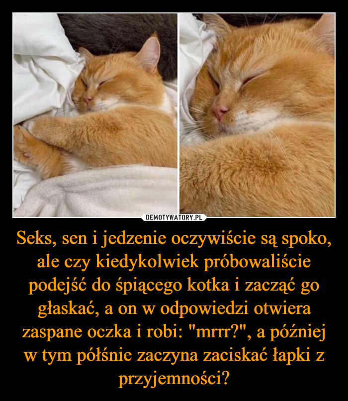 Czy można pogłaskać śpiącego kota?