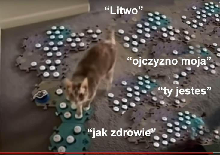 Czy przyciski komunikacji z kotem działają?