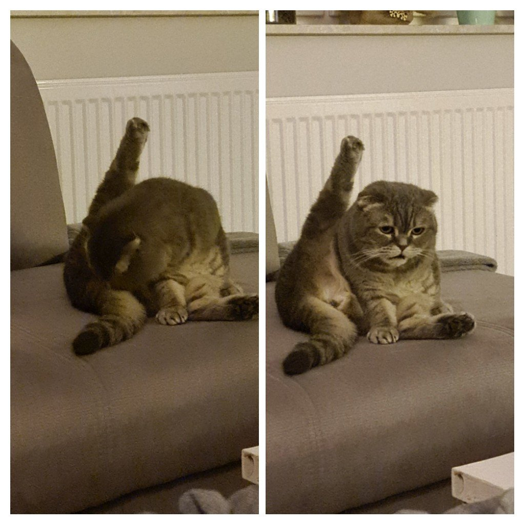 Dlaczego kot otwiera pyszczek po wąchaniu?