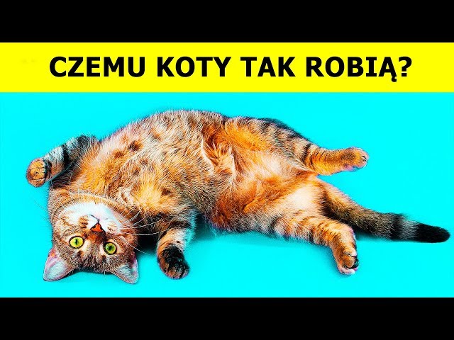 Dlaczego kot przewraca się na grzbiet?