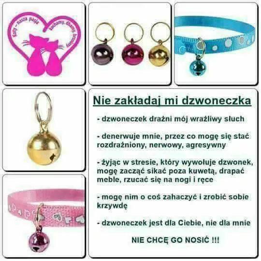 Dlaczego koty nie powinny nosic obrożę z dzwoneczkiem?
