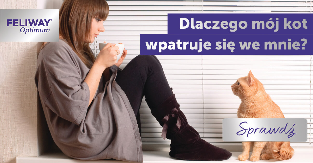 Dlaczego mój kot się we mnie wpatruje? - Fundacja dla kociąt