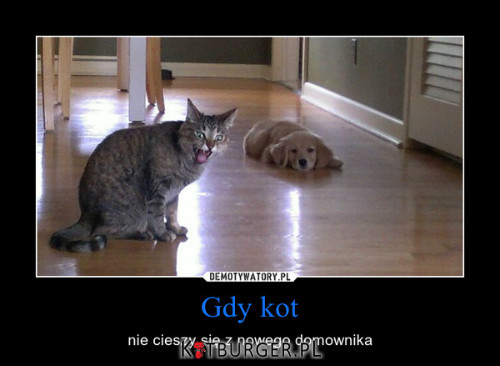 Jak kot się cieszy?