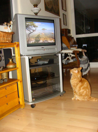 Jak kot widzi telewizor?