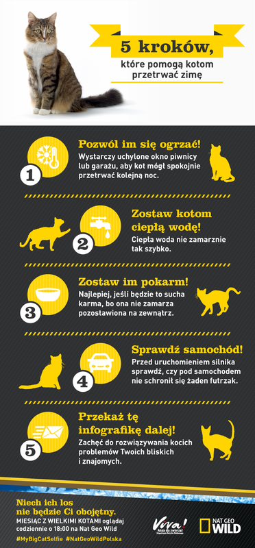 Jak pomóc bezdomnym kotom w zimie?