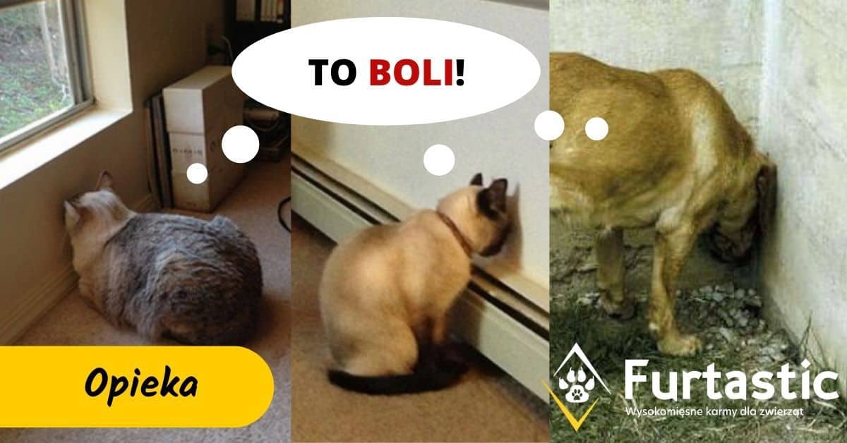 Jak poznac że kota boli gardlo?