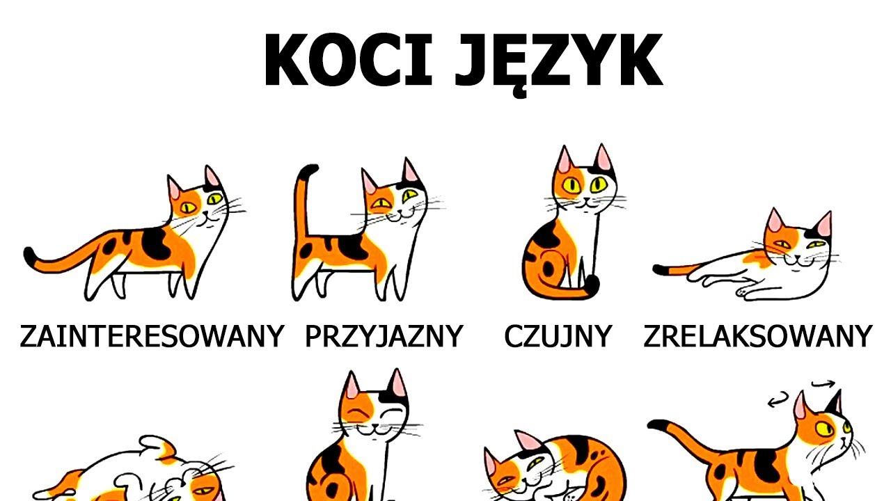 Jak rozpoznać mowę kota?