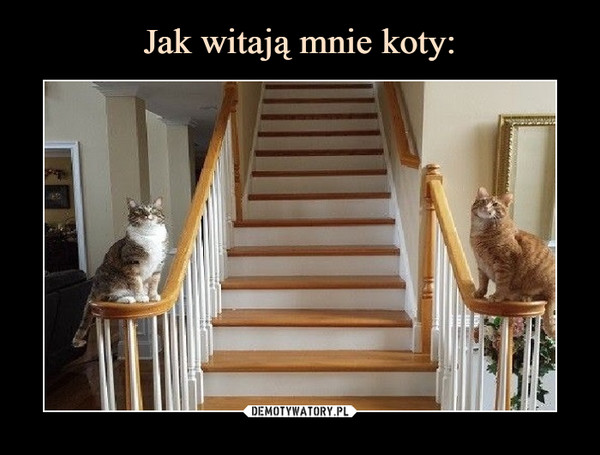 Jak witają się koty?
