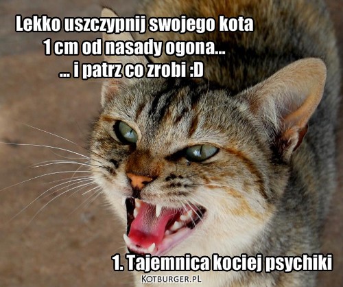 Jak wkurzyć kota?