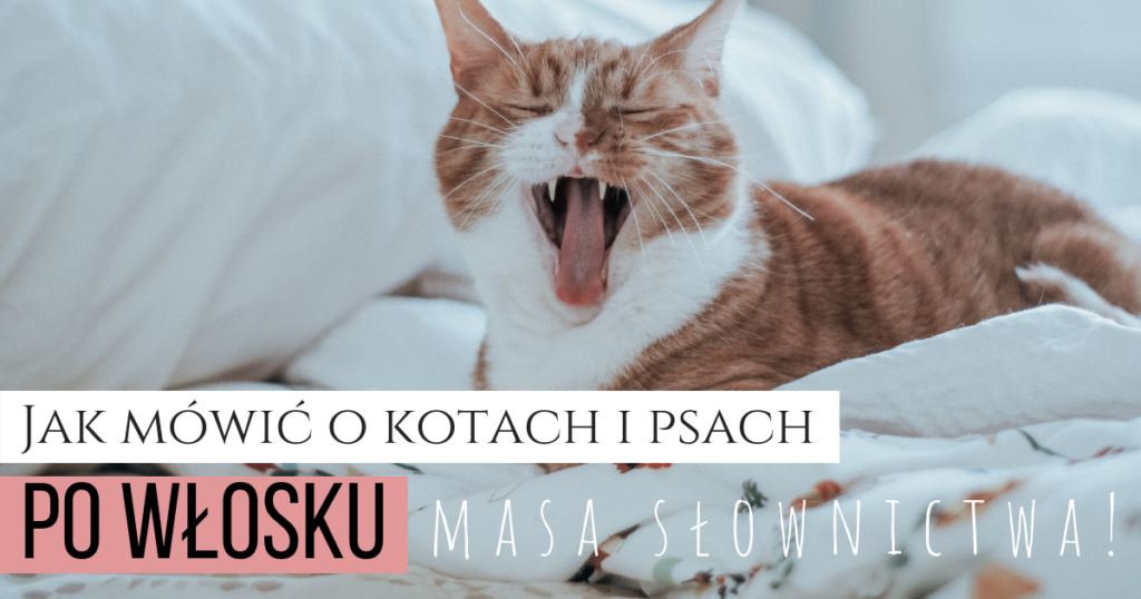 Jak Włosi nazywają swoje koty?
