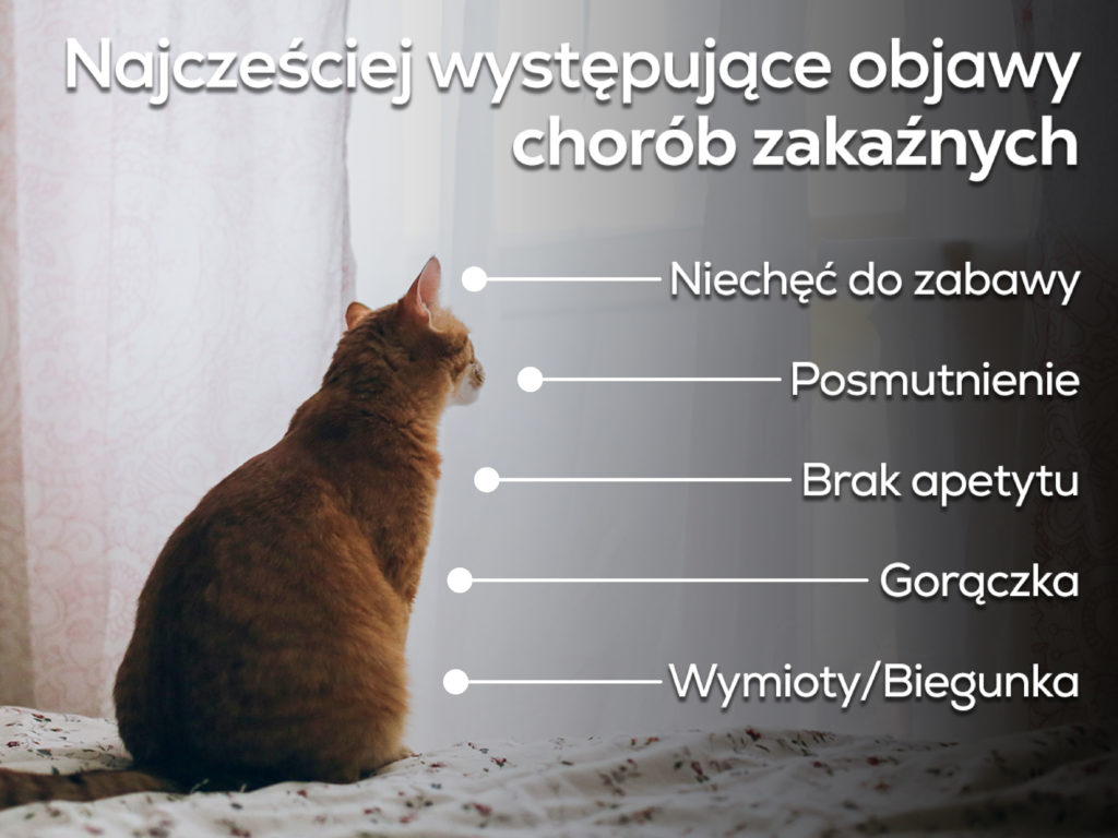 Jaka choroba panuje teraz u kotów?