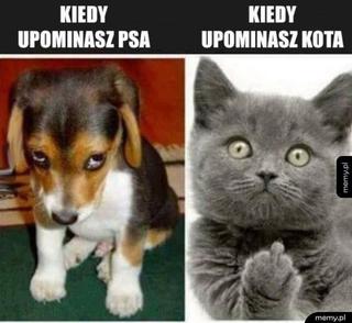 Co ma więcej IQ psy czy koty?