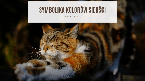 Co oznaczają kolory kota?