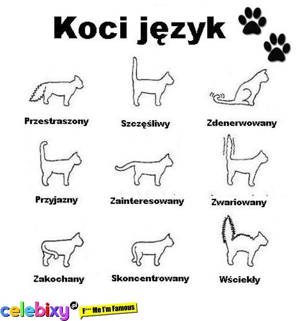 Co oznaczają różne zachowania kotów?
