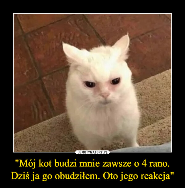 Czemu mój kot mnie budzi?