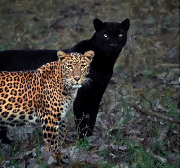Czy Czarna Pantera to Jaguar?