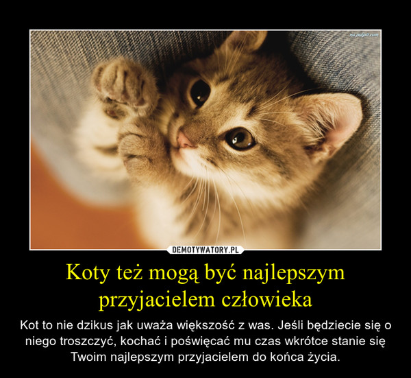 Czy kot jest najlepszym przyjacielem człowieka?