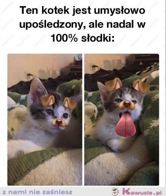 Czy kot może być upośledzony umysłowo?