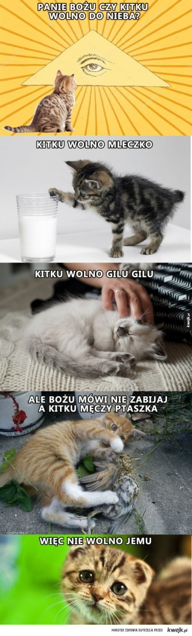 Czy kot może pójść do nieba?