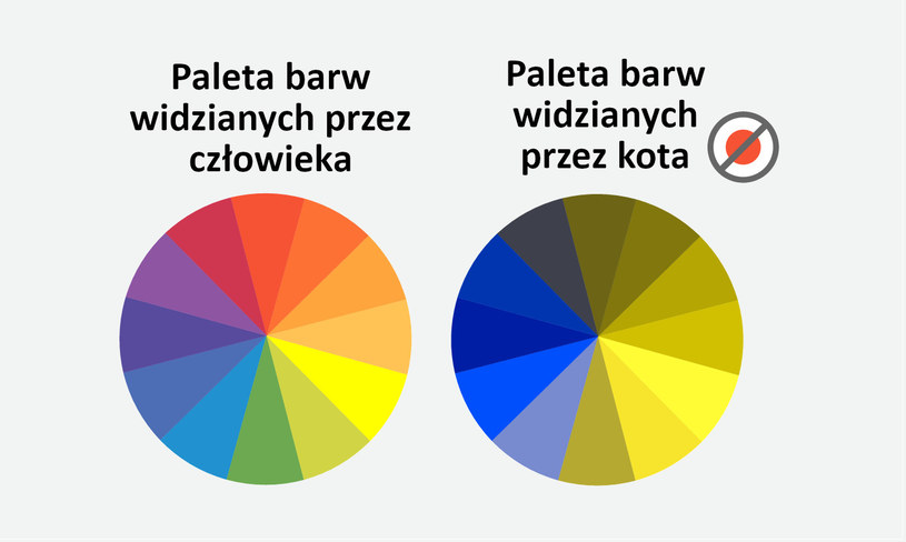 Czy kot widzi kolor pomarańczowy?