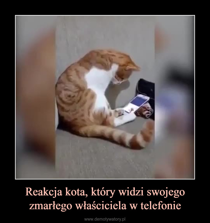 Czy kot widzi w telefonie?