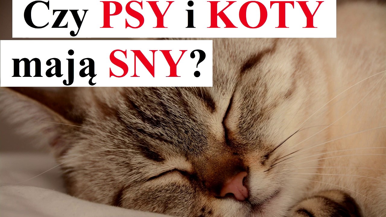 Czy koty i psy mają sny?