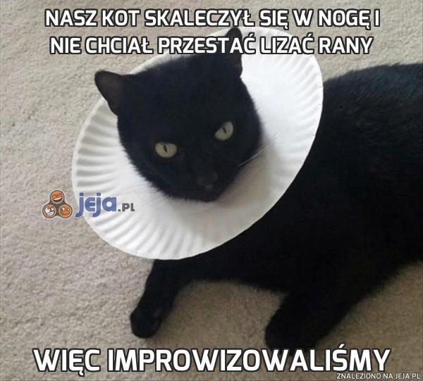 Czy koty liza rany?
