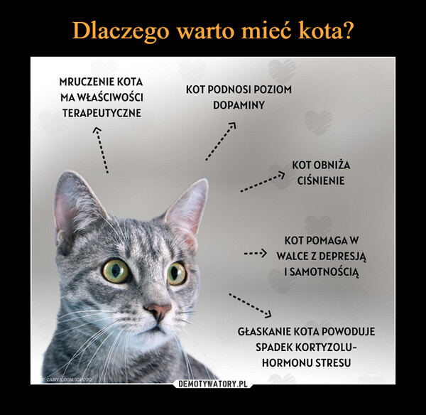 Czy oplaca się mieć kota?