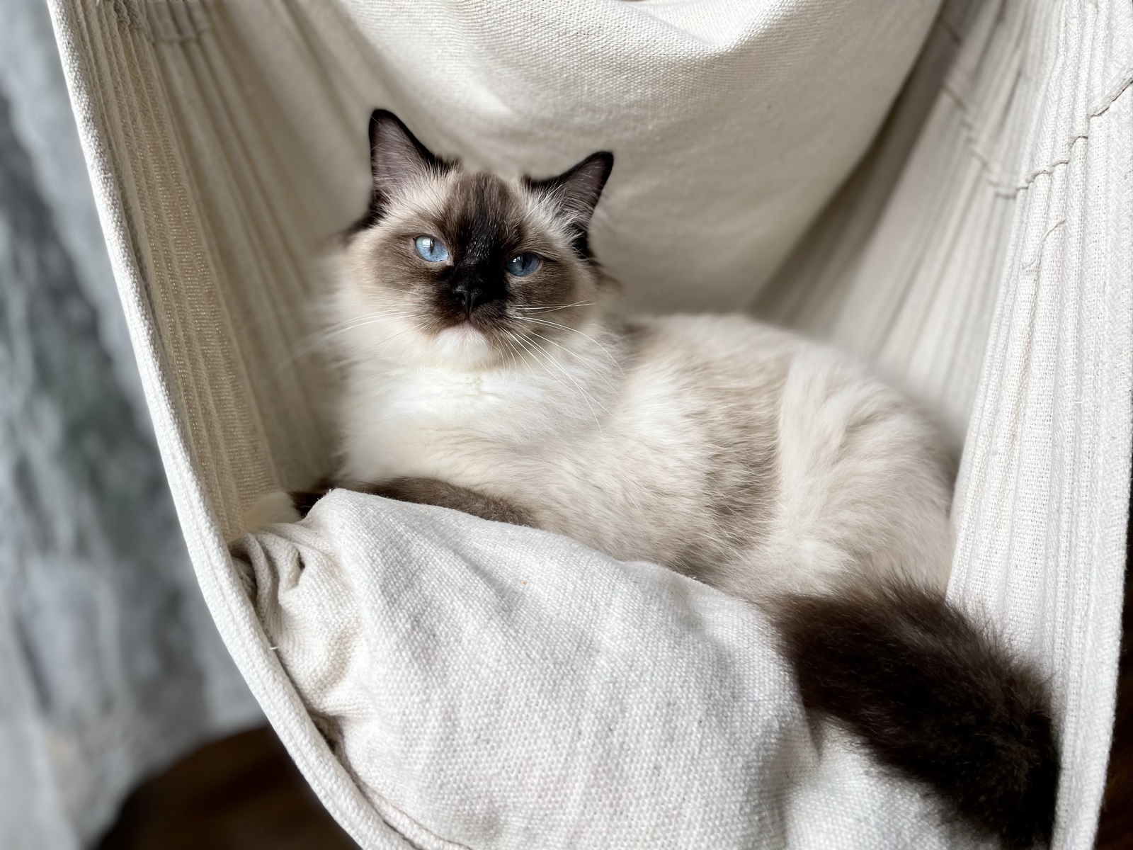 Czy ragdoll niszczy meble?