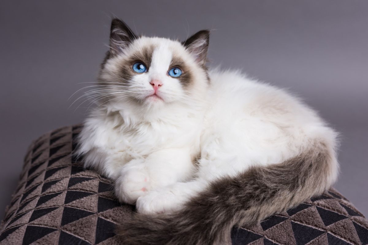 Czy ragdoll skacze po meblach?