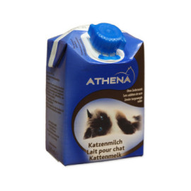 Czym zastąpić mleko dla kociąt?