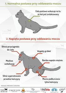 Dlaczego kot leży na chorych miejscach?