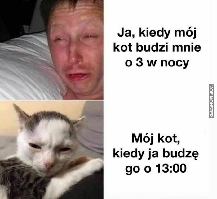 Dlaczego mój kot budzi mnie o 3 w nocy?