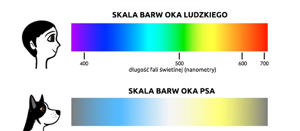 Ile kolorów widzi kot?