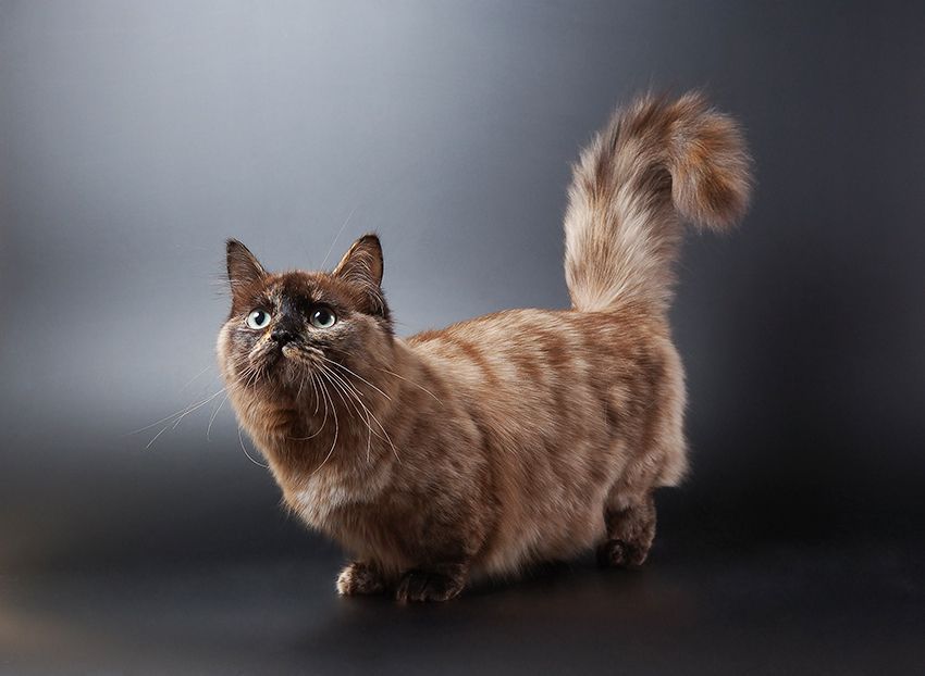 Ile kosztuje kot rasy Munchkin?