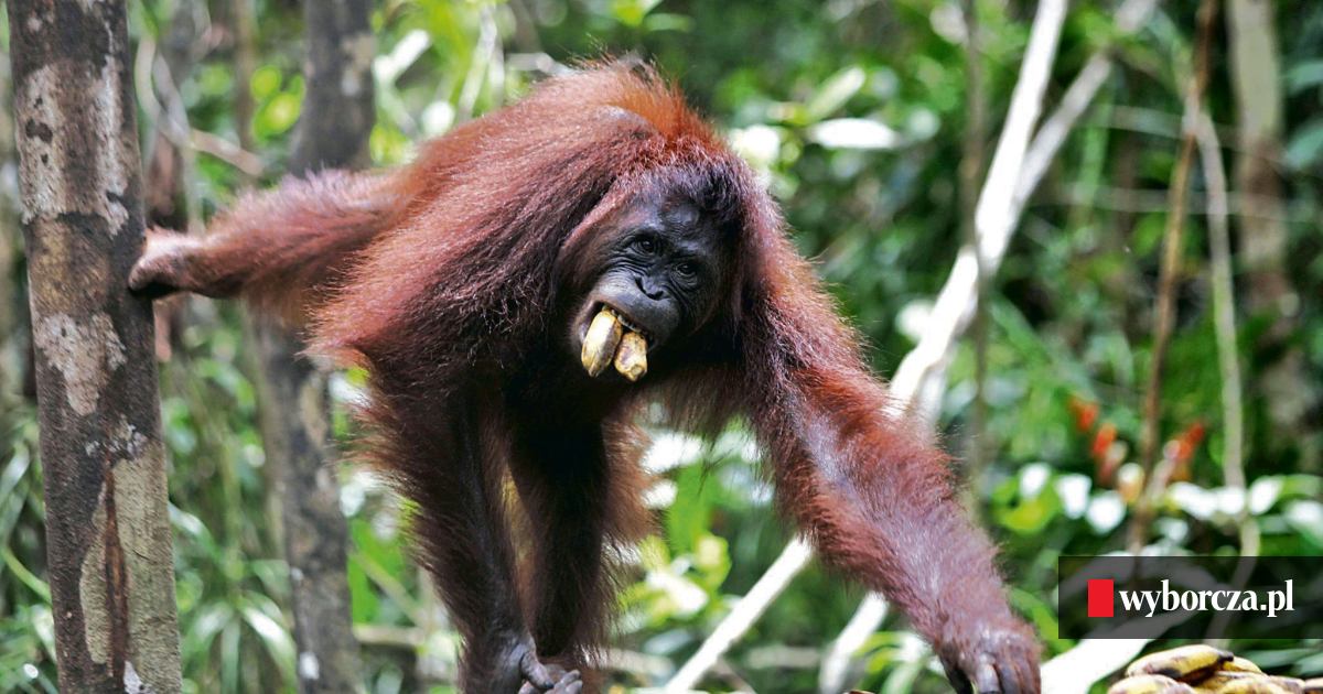 Ile orangutany mają IQ?