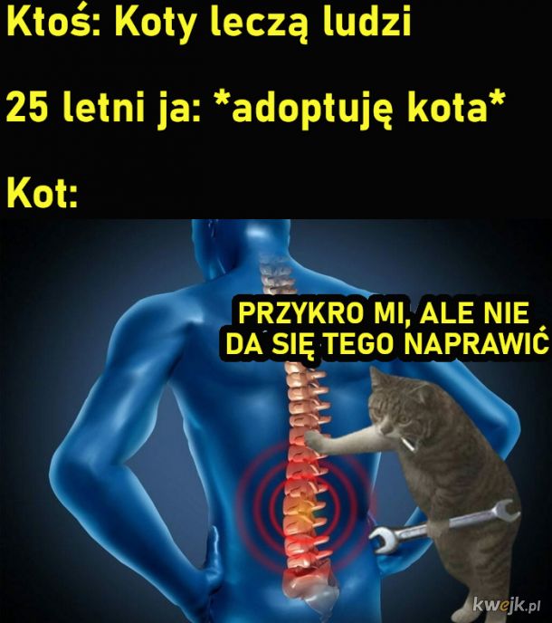 Jak koty leczą ludzi?