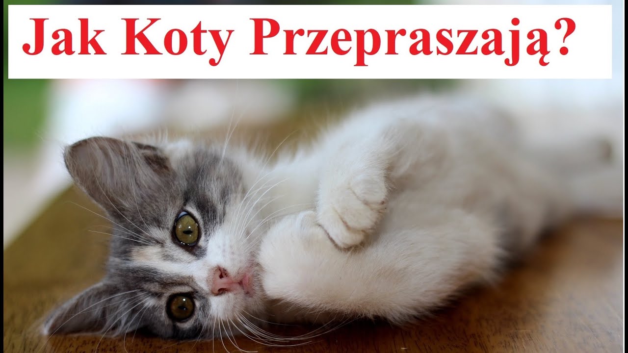 Jak koty przepraszają ludzi?