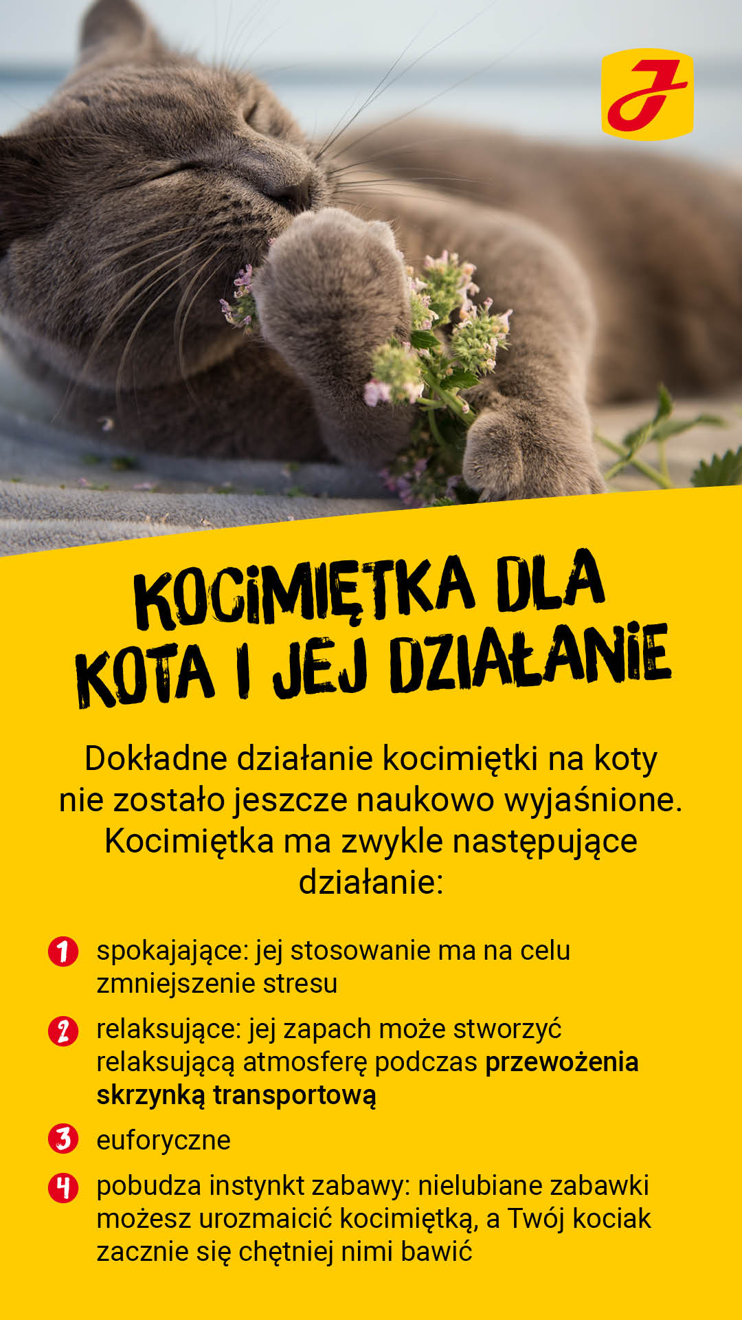 Jak mięta dziala na kota?